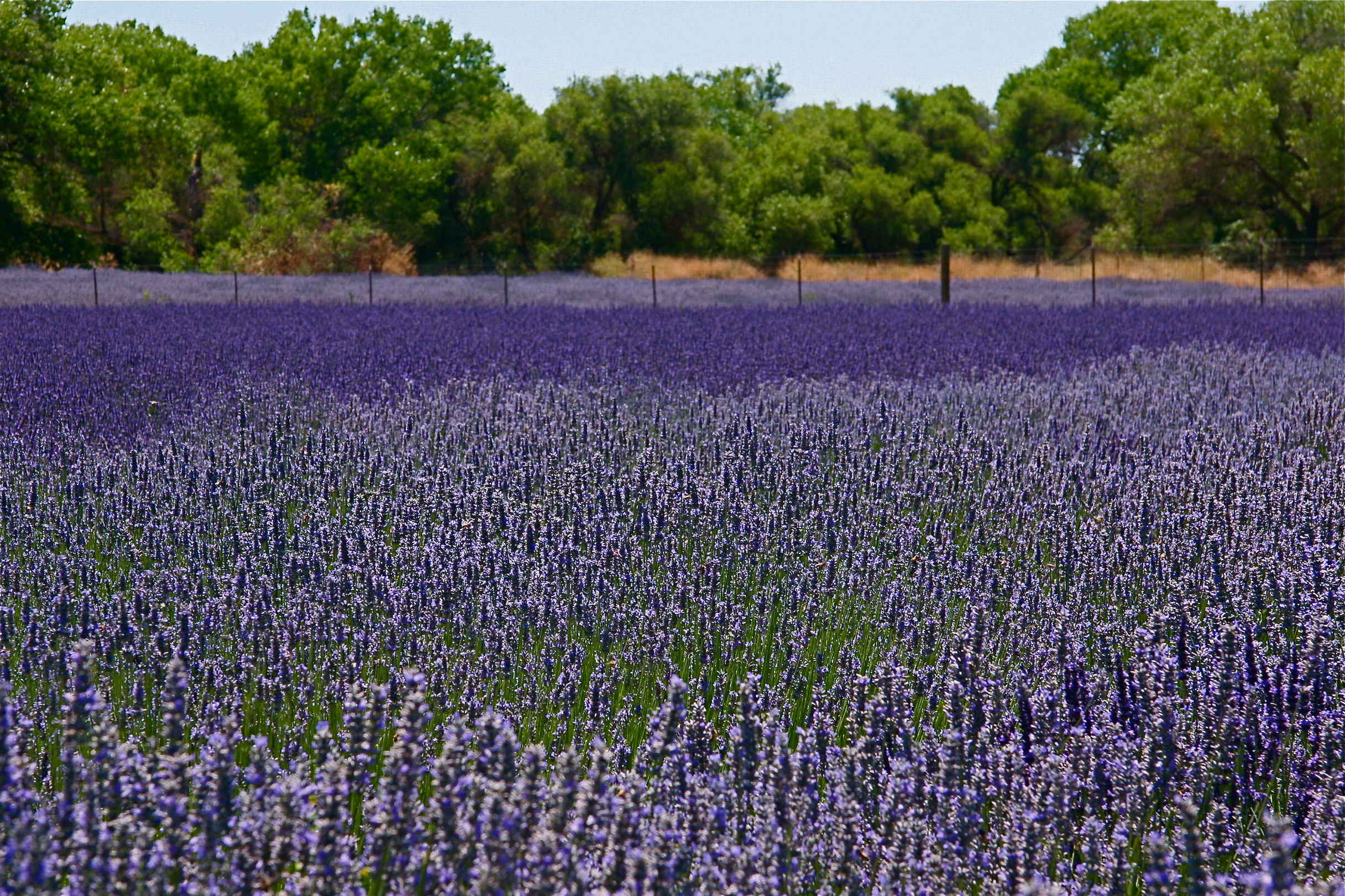 Lavender Ojai