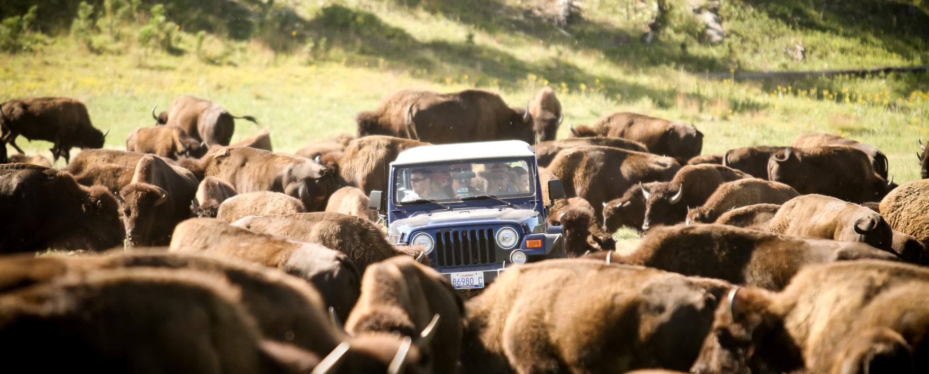 csp_buffalo_safari_2013_img_9438