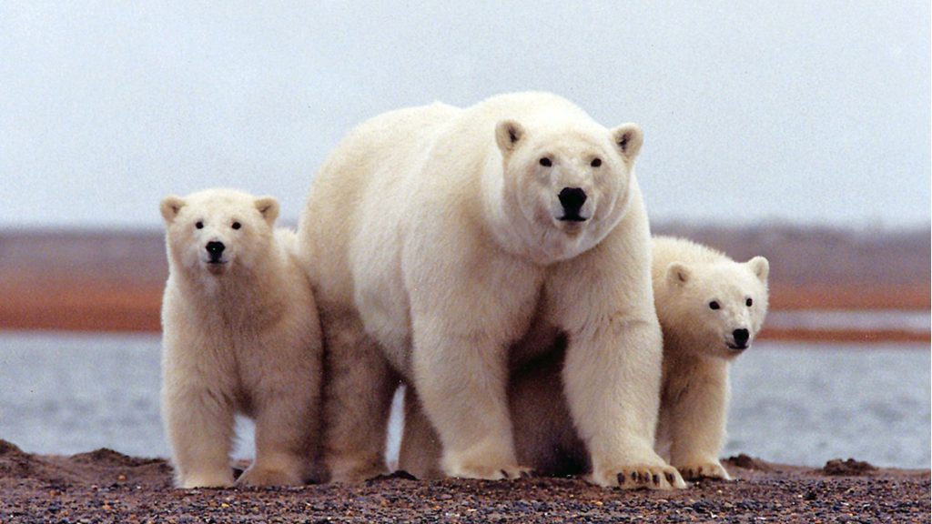 polar-bear-mother-cubs-1024x576