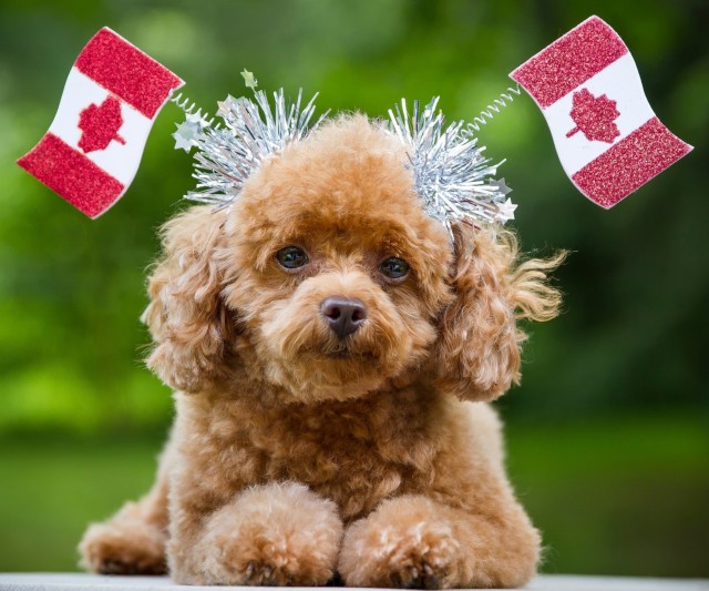 b2ap3_medium_poodle-dog-canada-flag