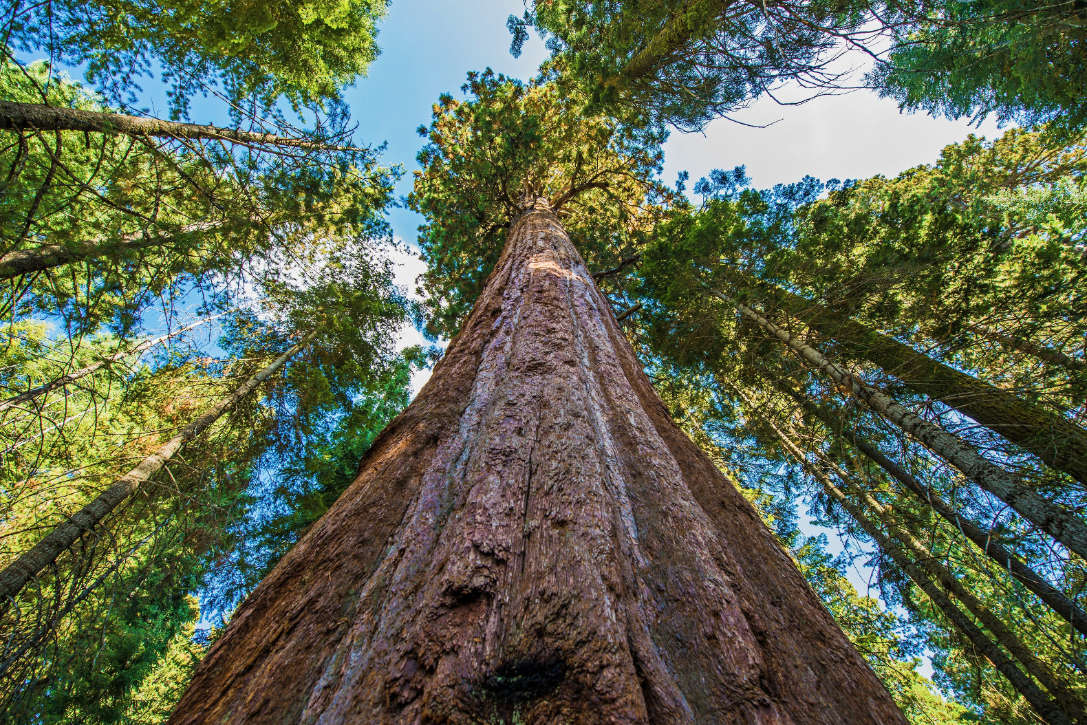California-Redwood-Sequoia-Tallest-Tree