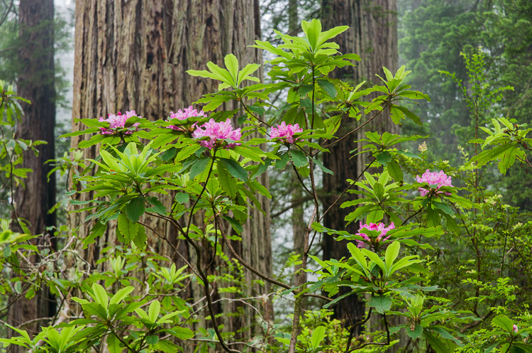 del-norte-redwoods-sm15-7