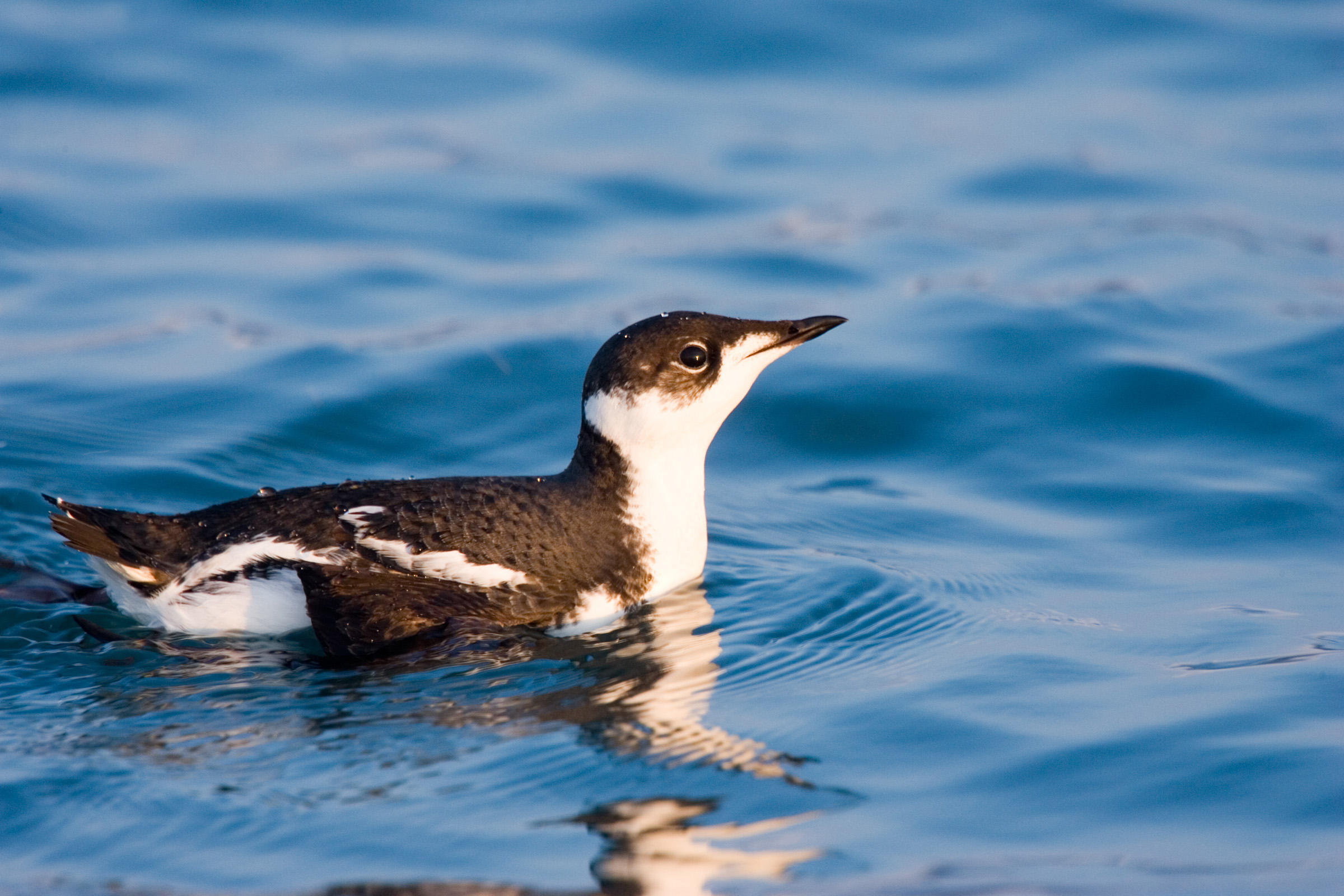 Marbled Murrelet b13-39-316_V