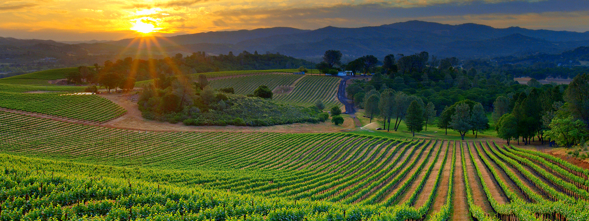 vineyard-sunset