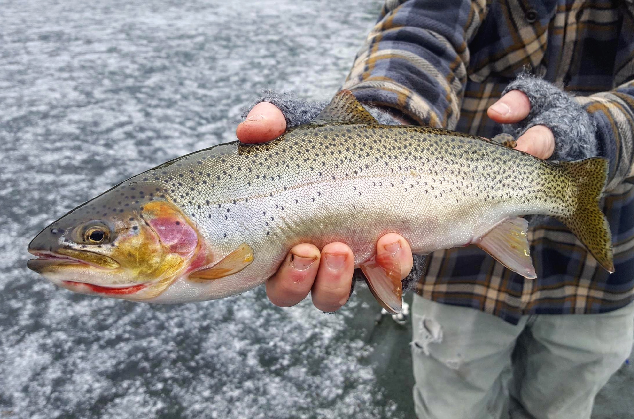 cutthroat trout