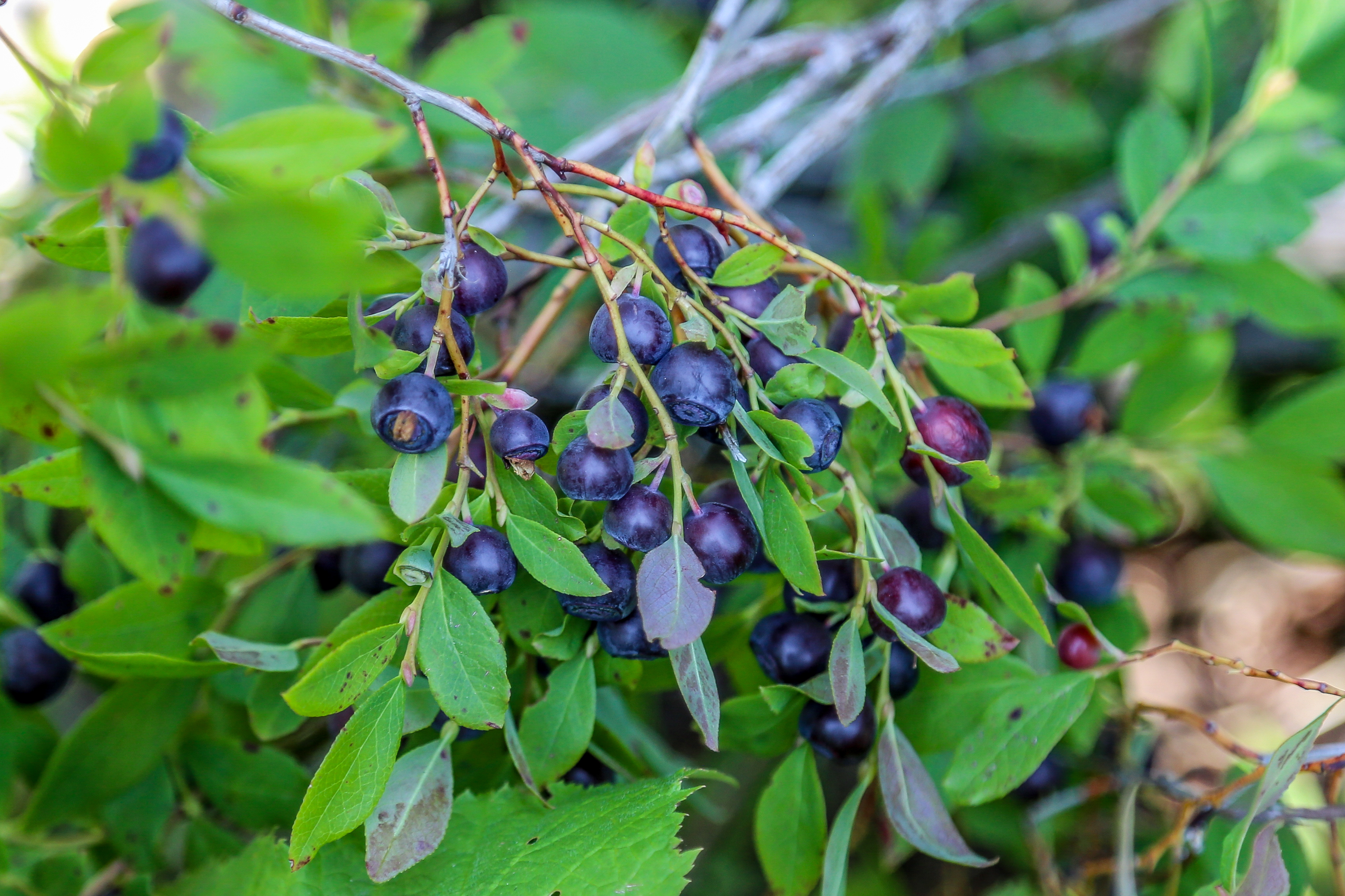 D-02, Huckleberries