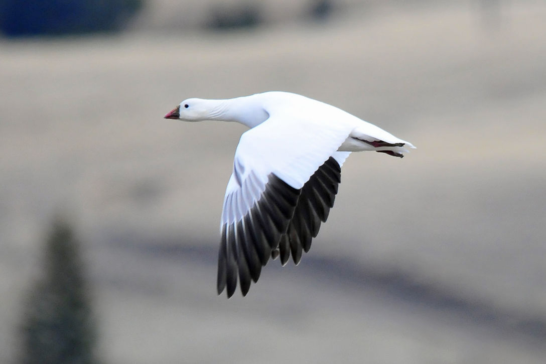 D-08, Snow Geese