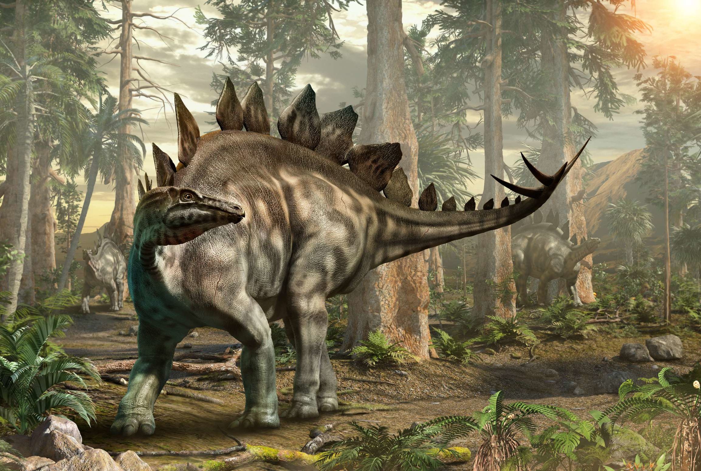 D-1, Stegosaurus