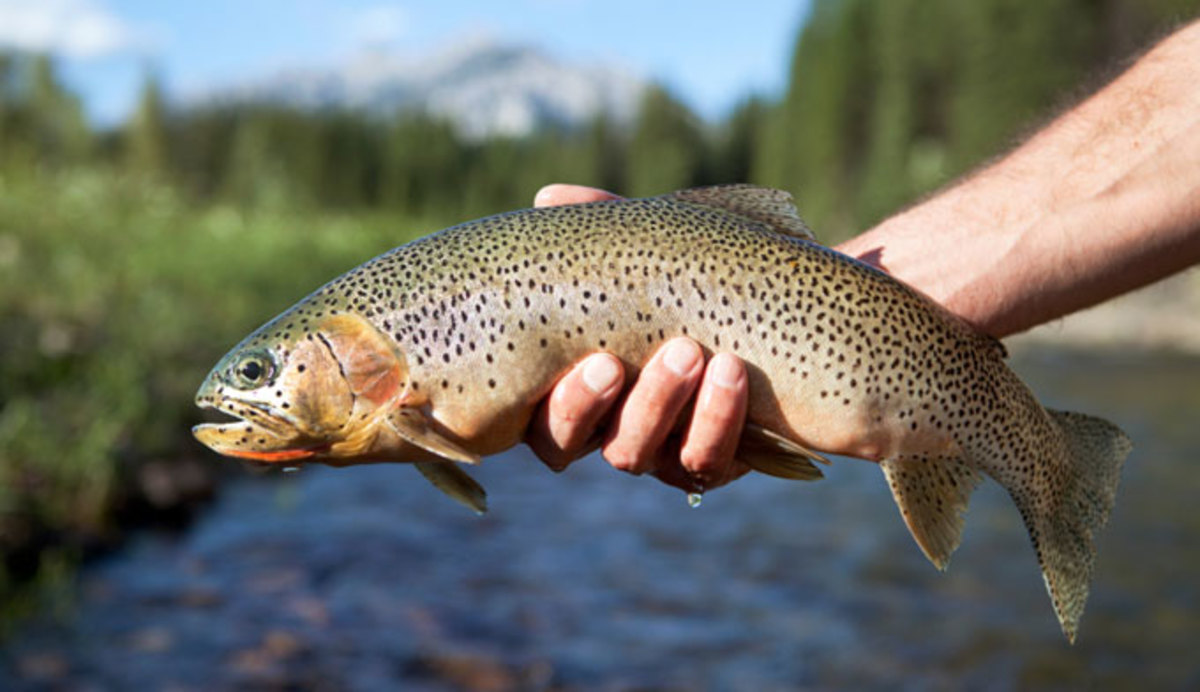 D-10, Cutthroat Trout