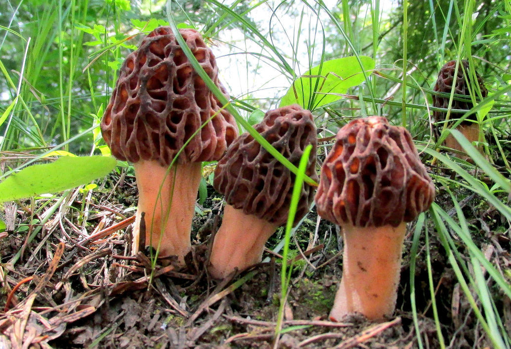 D-10, Montana Morels