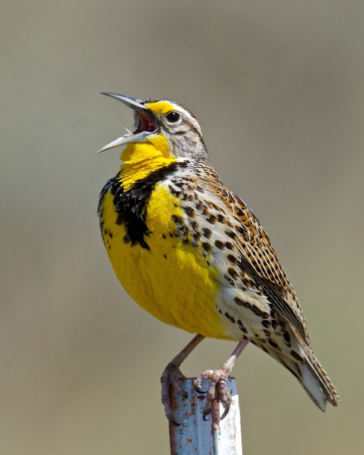 D-11, Western Meadowlark