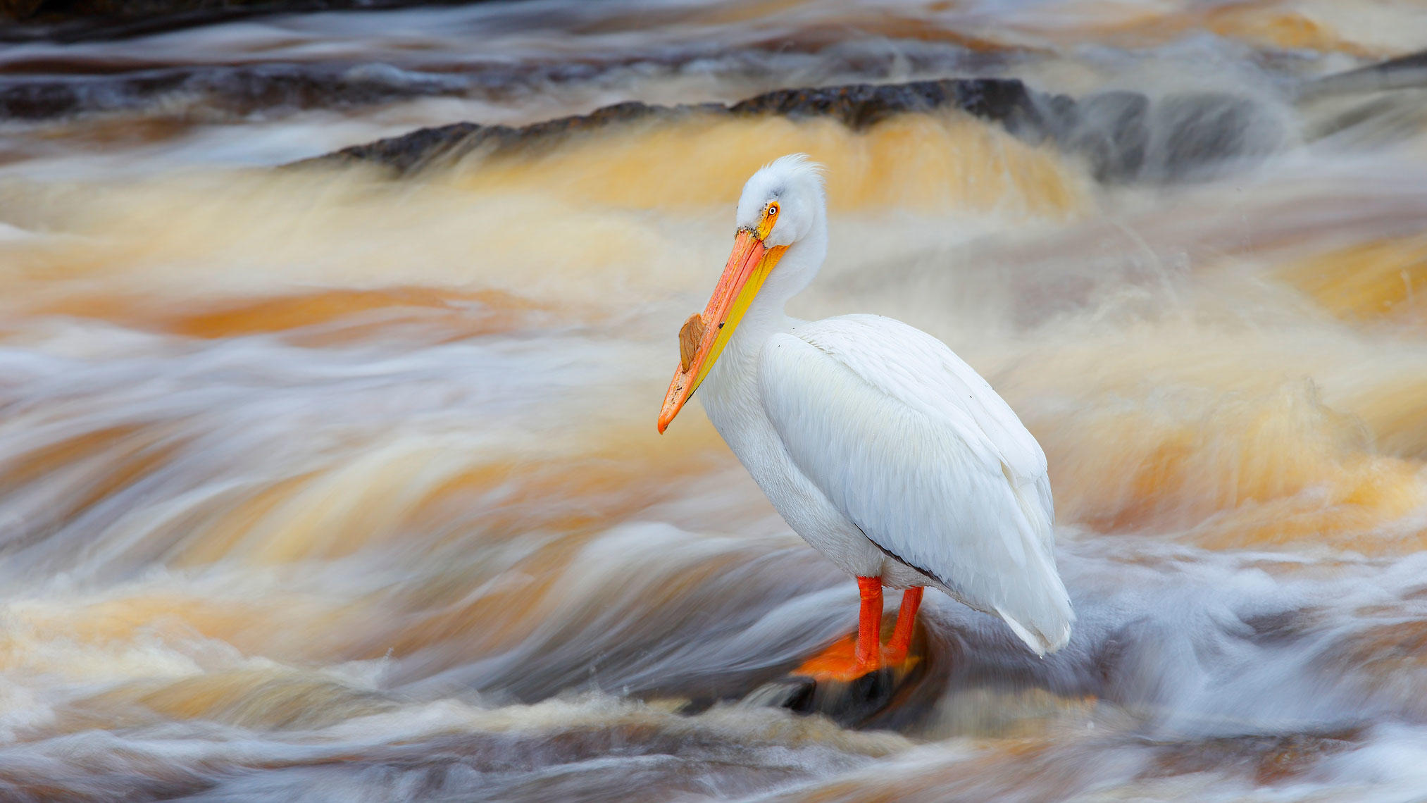 D-12, White Pelican