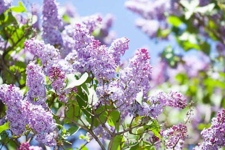 syringa